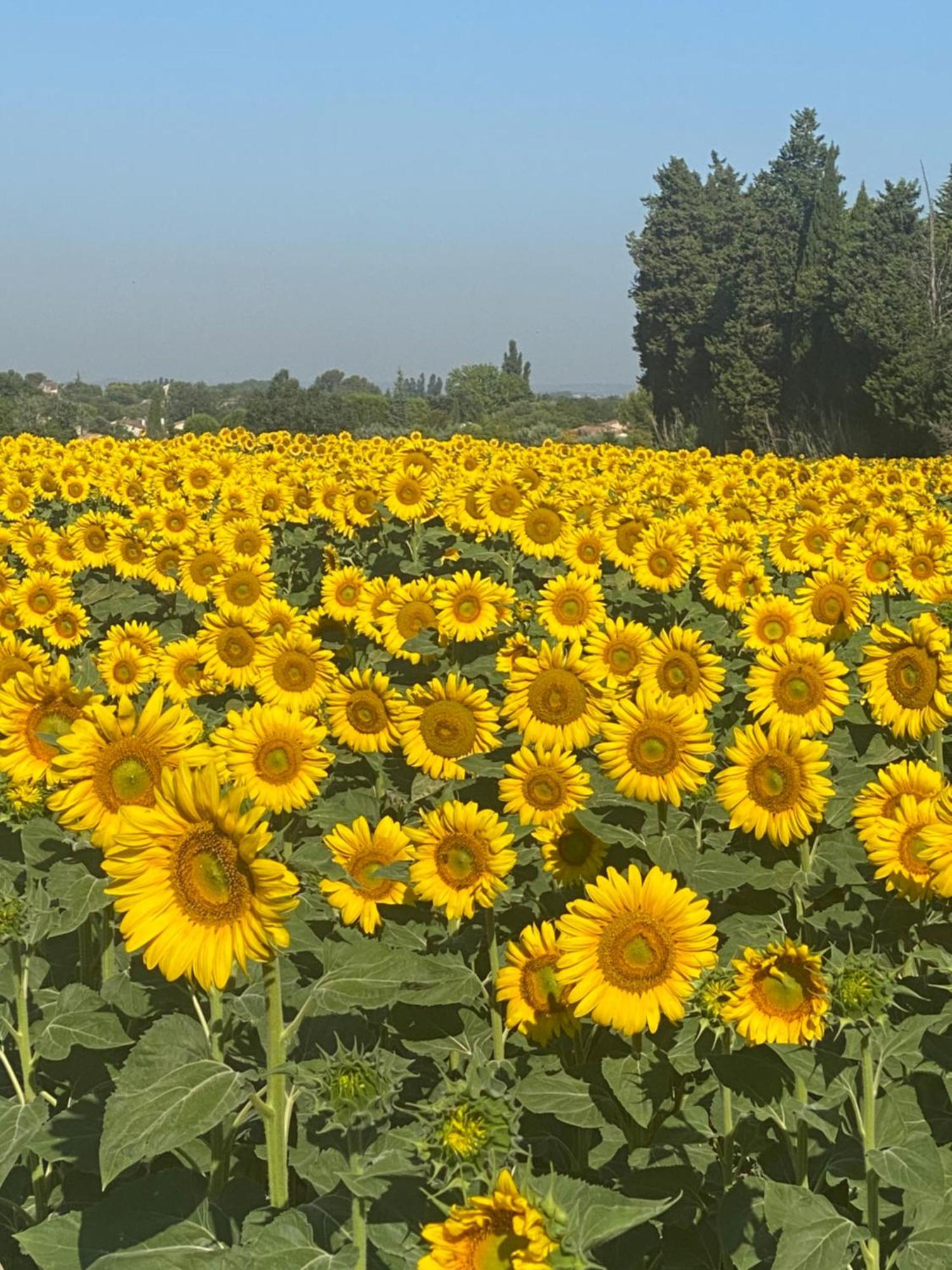 La Roubine, Velleron Villa ภายนอก รูปภาพ